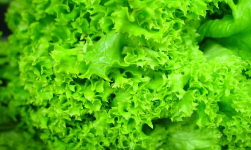 Как выращивать листья салата