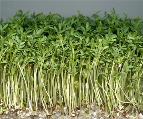 Как вырастить листья салата-латука