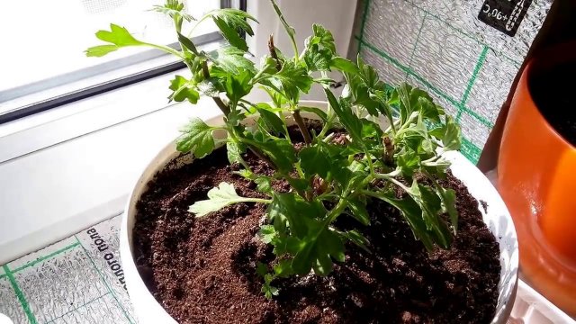 Какие однолетние растения можно держать зимой в помещении?