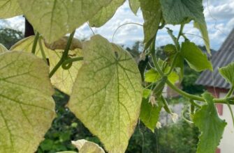 Мозаика на листьях огурцов: лечить растения или подкармливать