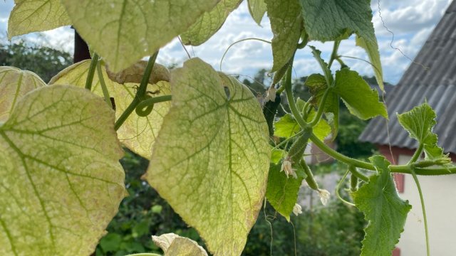 Мозаика на листьях огурцов: лечить растения или подкармливать