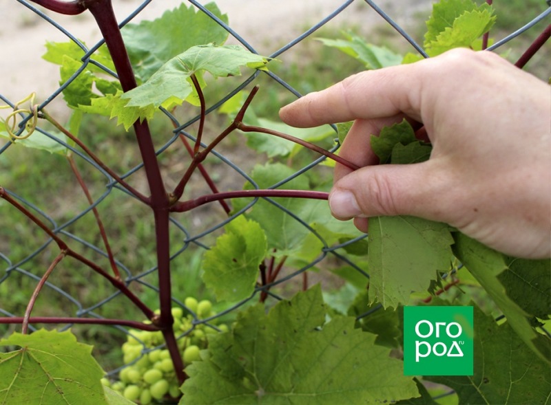 Обрезка винограда: 3 основных метода (с видео)