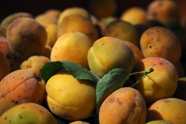 Пятна на абрикосах: почему они появляются, как с ними бороться и можно ли их есть