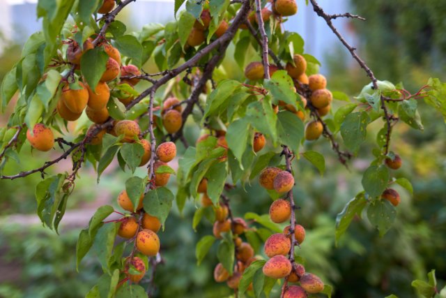 Пятна от абрикосов: почему, как с ними бороться и можно ли их есть