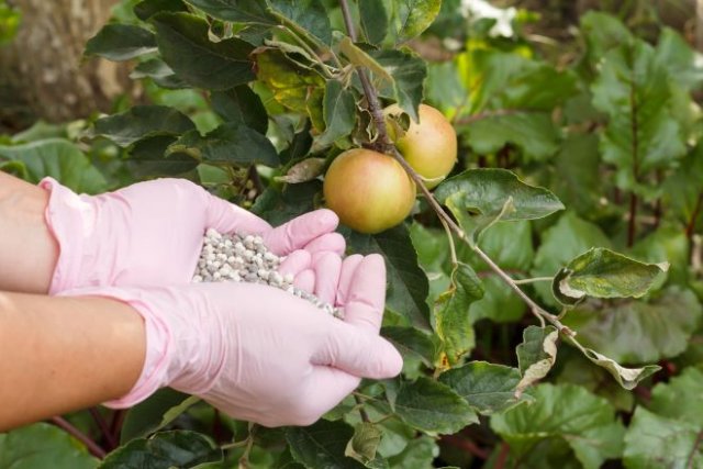Почему яблоки мелкие: 5 причин и способы их устранения