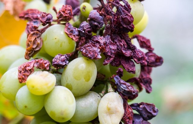 Почему ягоды на винограде сморщиваются, но не созревают - три основные причины