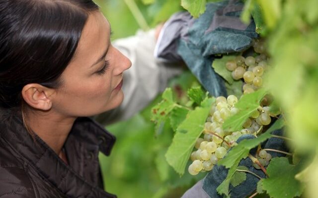 Почему ягоды на винограде сохнут, а не спеют – три основные причины