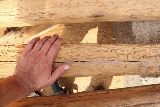 Древесный жук в вашем доме - как избавиться от древесного пилильщика навсегда