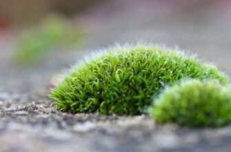 Грибы и мох на грядках: почему появляются и как избавиться