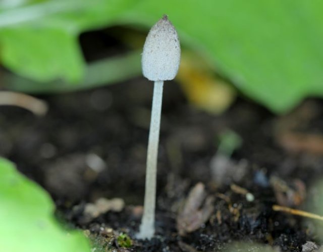 Грибы и мох на грядках: почему они появляются и как от них избавиться