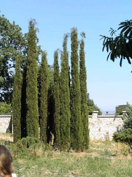 Как вырастить кипарисовое дерево
