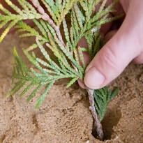 Как вырастить кипарисовое дерево