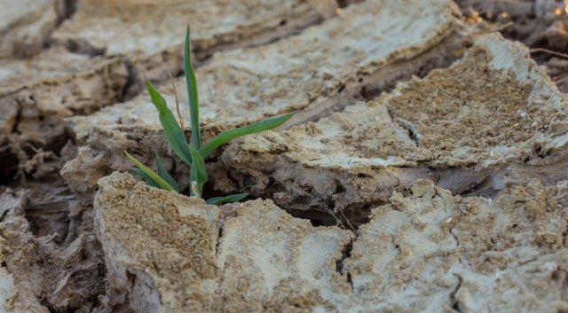 Засоленная почва: как определить и бороться