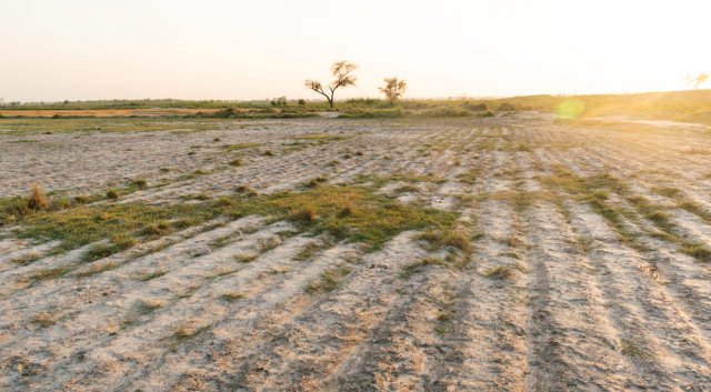 Засоленные почвы: как их выявить и бороться с ними.