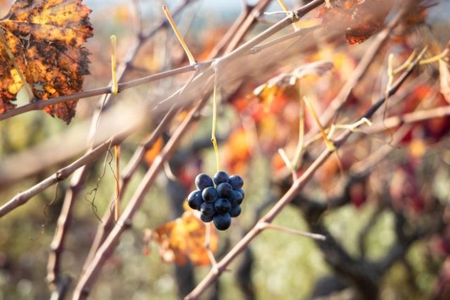 Как обработать виноград перед уходом на зиму