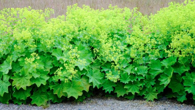 Что посадить вместо хосты: 10 вариантов