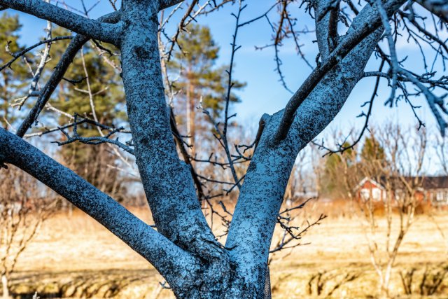Как развести сульфат меди и железа для опрыскивания деревьев - пошаговая инструкция