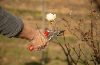 Как укрыть плетистую розу на зиму: три тонкости, которые спасут от вымерзания
