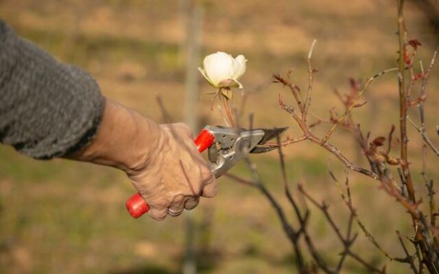 Как укрыть плетистую розу на зиму: три тонкости, которые спасут от вымерзания