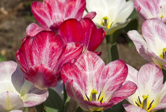 Какие тюльпаны можно сажать поздней осенью и не выкапывать каждый год?