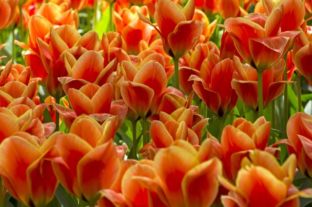 Какие тюльпаны можно сажать поздней осенью и не выкапывать каждый год?