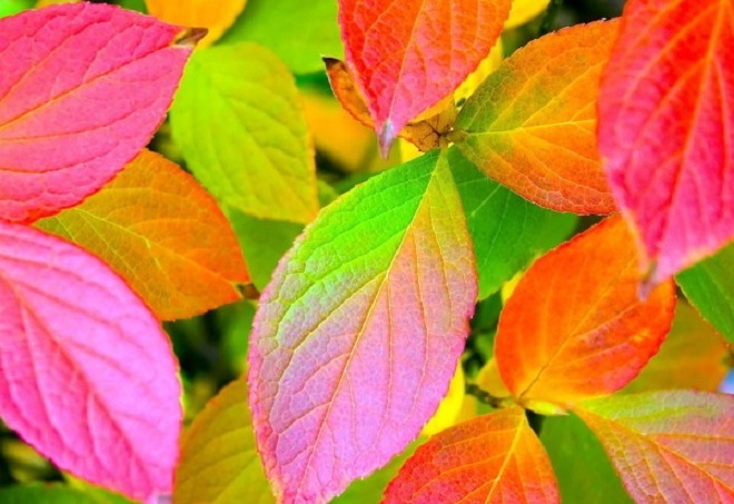 Желтый, красный, пурпурный - как и почему листья меняют цвет осенью