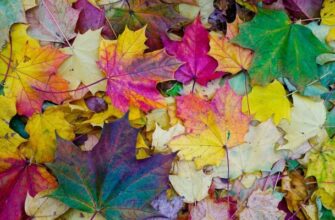 Желтые, красные, фиолетовые – как и почему листья осенью меняют цвет