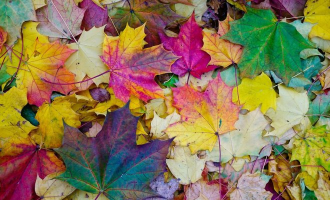 Желтые, красные, фиолетовые – как и почему листья осенью меняют цвет