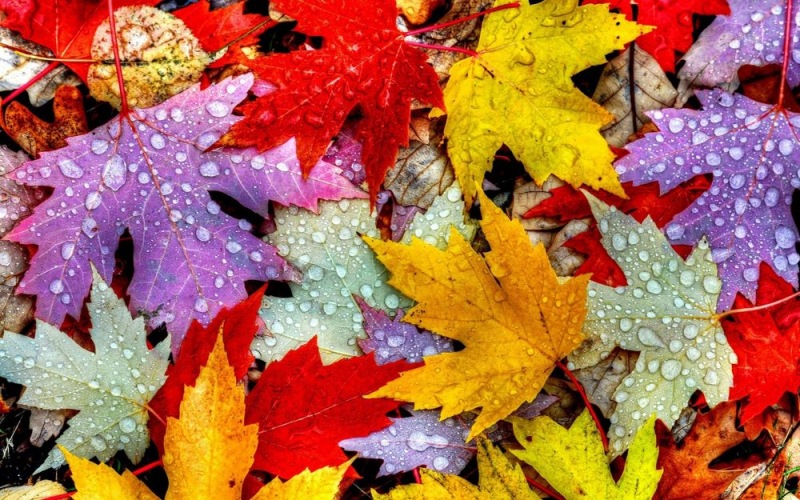 Желтый, красный, пурпурный - как и почему листья меняют цвет осенью