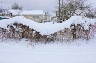 5 главных вопросов о снегозадержании: спасаем растения самым доступным материалом