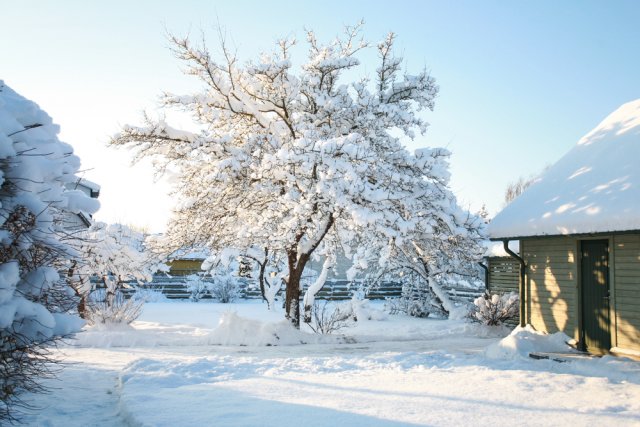 5 главных вопросов о хранении снега: спасите растения с помощью самого доступного материала