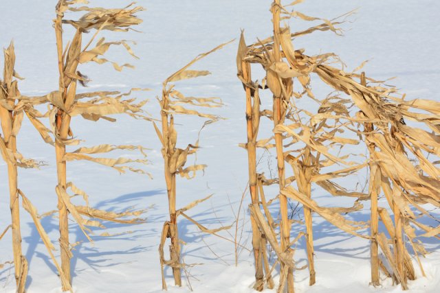 5 главных вопросов о хранении снега: спасите растения с помощью самого доступного материала