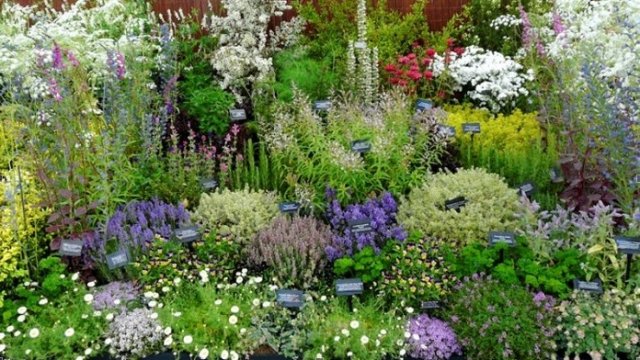 7+ съедобных растений для вашего сада