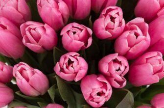 Что означают тюльпаны и к чему их дарят?