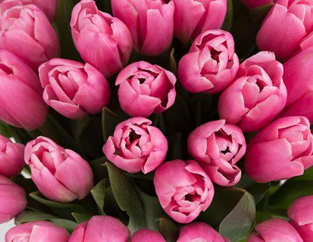 Что означают тюльпаны и к чему их дарят?