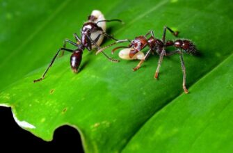 Самые необычные муравьи мира
