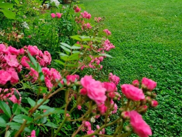 6 сортов роз для начинающих: садоводство без усилий