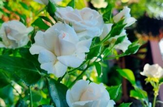 6 сортов роз для новичков: розарий без усилий