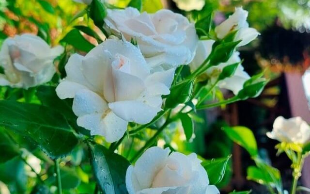 6 сортов роз для новичков: розарий без усилий