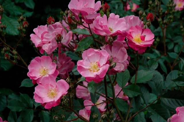 6 сортов роз для начинающих: садоводство без усилий