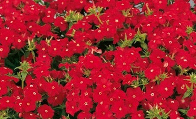 15 однолетников с красными цветами — яркие краски в вашем саду