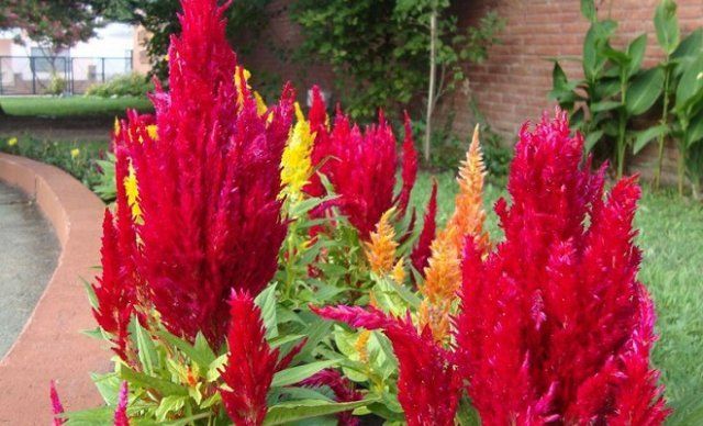 15 однолетников с красными цветами — яркие краски в вашем саду