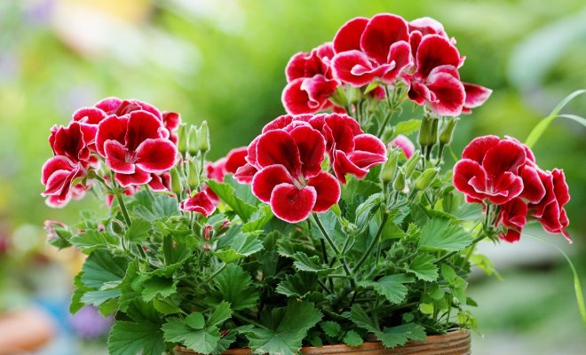 15 однолетников с красными цветками – яркие краски в вашем саду