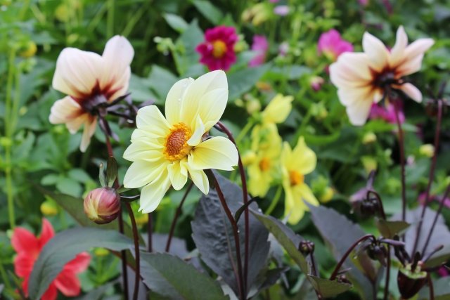 17 однолетников с желтыми и оранжевыми цветками - впустите в сад солнце! 