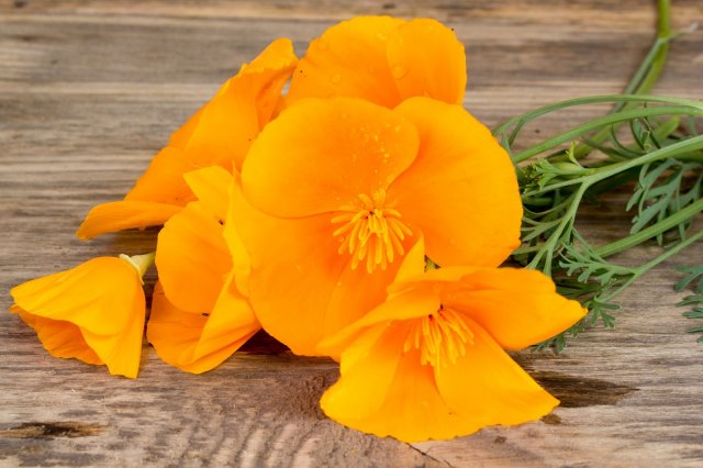 17 однолетников с желтыми и оранжевыми цветками - впустите в сад солнце! 
