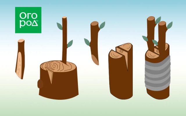 4 основных способа прививки деревьев: схемы, преимущества и недостатки