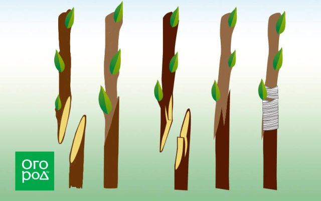 4 главных способа прививки деревьев: схемы, плюсы и минусы