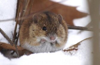 Что делать, если яблоню погрызли мыши, и как защитить деревья от грызунов зимой
