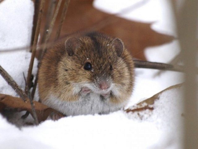 Что делать, если яблоню грызут мыши, и как защитить деревья от грызунов зимой