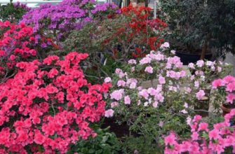 Что посадить вместо гортензии – 8 кустарников с крупными цветками